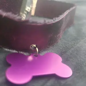 purple pet play day collar