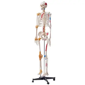 VEVOR Human Skeleton Model for Anatomy, 71.65 Life Size, Accurate PVC Anatomy Skeleton Model with Ligaments, Movable Arms, Legs Jaw, with Muscle Origin Insertion Points, for Professional Teaching