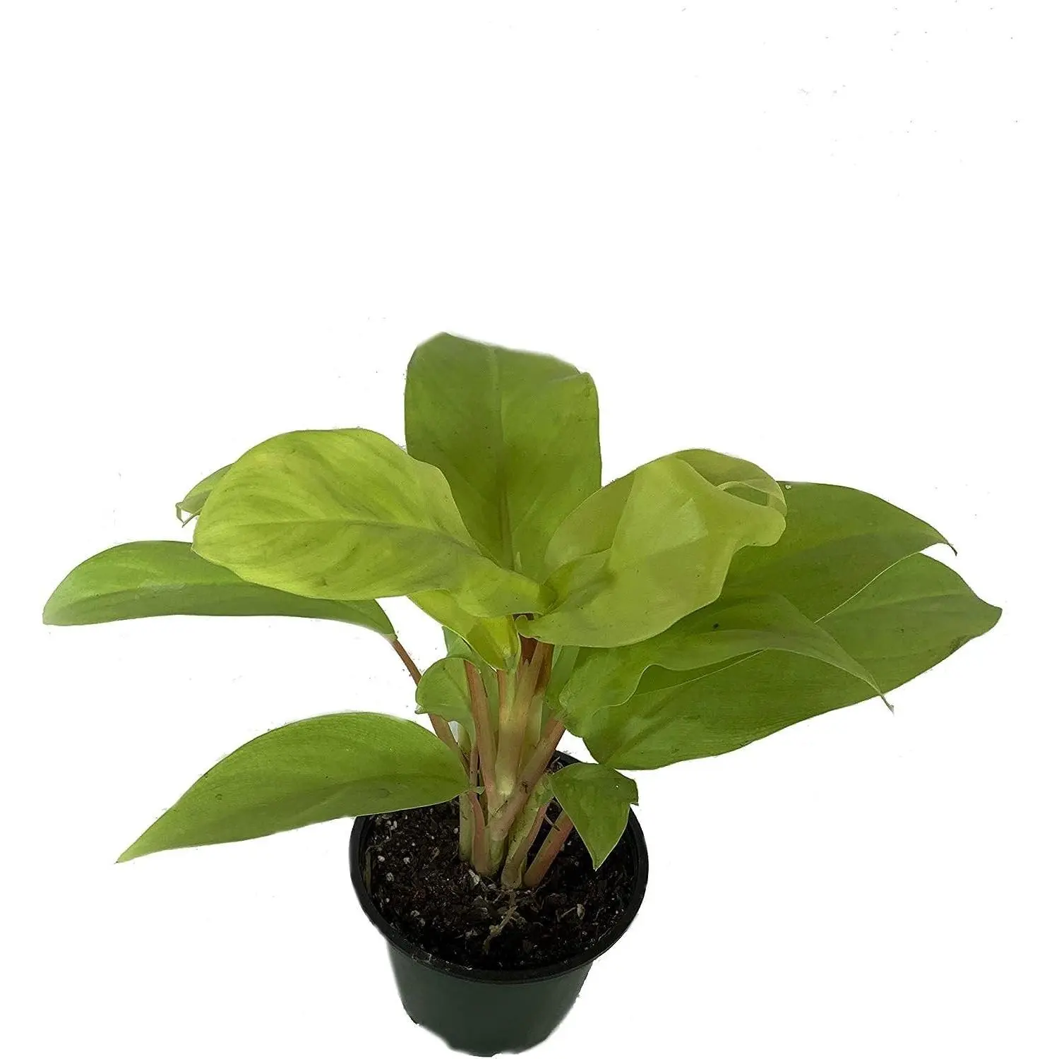 black gold philodendron australia Philodendron Melanochrysum