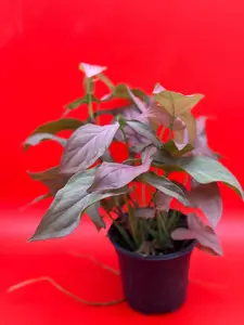 Syngonium Pink Perfection | 4 Inch Pot | House Plant | Live Plant | Decoration