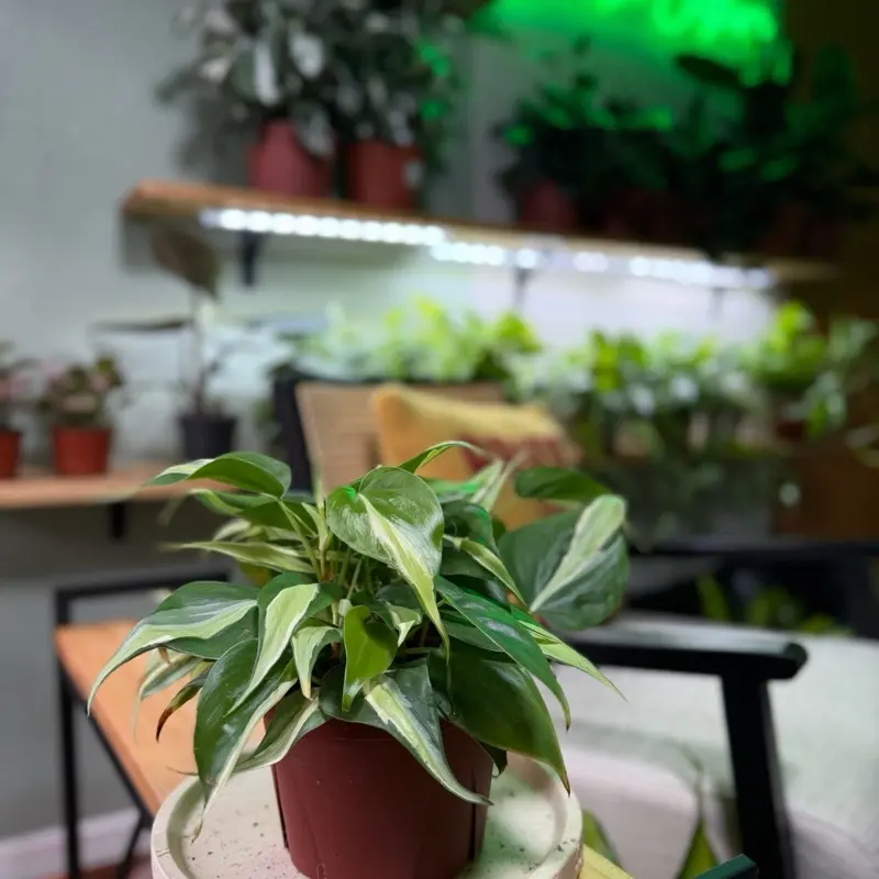 6" Philodendron Rio – Rare Silver Variegated Trailing Houseplant