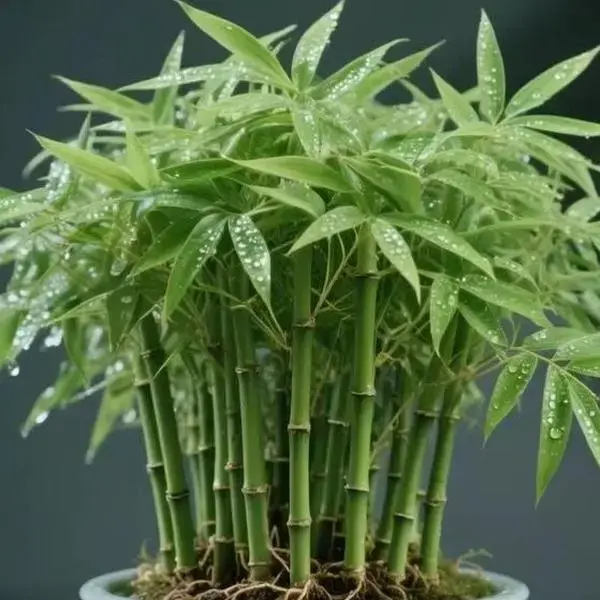 200 pcs Cypress Seed LiveIndoor Houseplants for HomeDecor Bamboo Plant Indoor LowLight Plants Feng Shui All Seasons