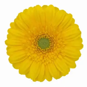 Mini Gerber Ilios - 60 Stem Bunch