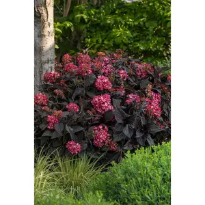 HYDRANGEA M. 'ECLIPSE'®  G3 FE