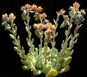 ECHEVERIA RUNYONII Topsy Turvy rare succulent hen and chicks seed 100 SEEDS