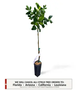 Rangpur Lime Tree | No Ship CA AZ LA FL | US Citrus Nursery | Orange Lime Hybrid, Bold Tart Citrus, Natural Live Fruit Plant, Indoor Outdoor Tree