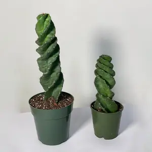 Spiral Cactus – Cereus forbesii spiralis Live Succulent Plant