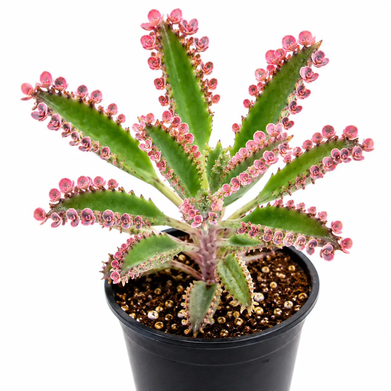 1 Pink Mother of Millions Live Plant – 2 Inch Pot – Rare Pink Kalanchoe delagoensis Succulent – Easy Care Indoor Houseplant