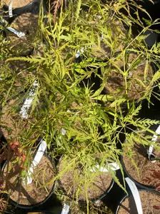 Acer palmatum 'Red Web' Weeping Japanese Maple