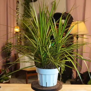 Dracanea “Sun Ray” - 6” Pot