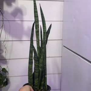 Sansevieria zeylanica