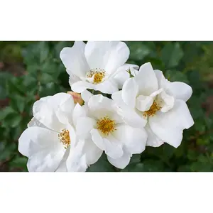 White Knock Out® Rose