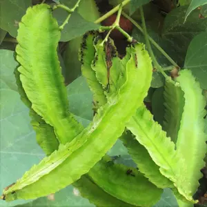 Dragon Bean Vine Winged Beans Four Seeds 3 Pack x 100 Seeds Native Pollinator-Friendly Wildlife Habitat Garden