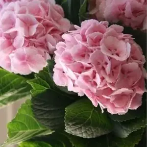 Green River 5 Light Pink Hydrangea Seeds - Flower Seed Pack, Perennial Flower, Heirloom, Cottage Garden, Delicate Summer Beauty