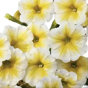 Green River 50 Yellow White Petunia Seeds - Flower Seed Pack, Soft Color Blend, Ideal For Morning Gardens, Brightens Outdoor Pots, Petunia Seeds For Shaded Areas And Full Sun, Ideal for Low-Maintenance Gardening