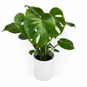 Xl Monstera Deliciosa 6" Pot Beginner Friendly Live Tropical House Plant with Unique Lush Green Leaves for Indoor Home Decoration