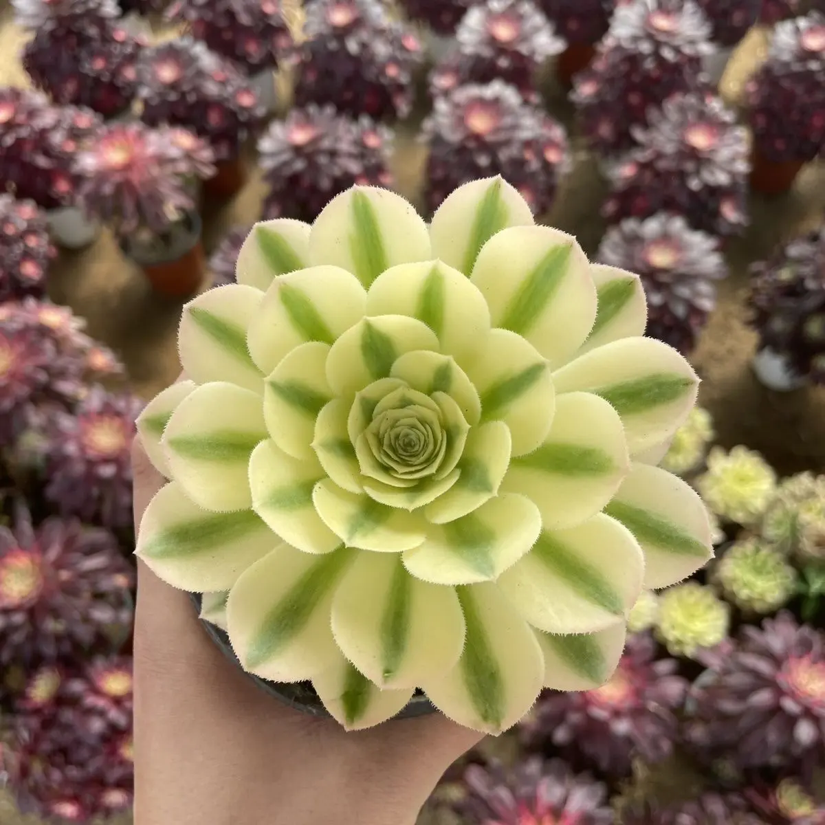 Aeonium ‘MAIBAHE’ Variegata Rare Succulent Plant – Variegated Rosette, Easy Care Live Plant, Bare Root Shipping, Indoor/Outdoor Decor, Beginner Friendly