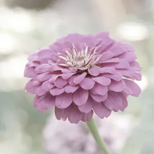 Organic Zinnia Purple Lavender (Zinnia elegans) – 40+ Seeds, Vibrant Blooms for Long-Lasting Color in Gardens