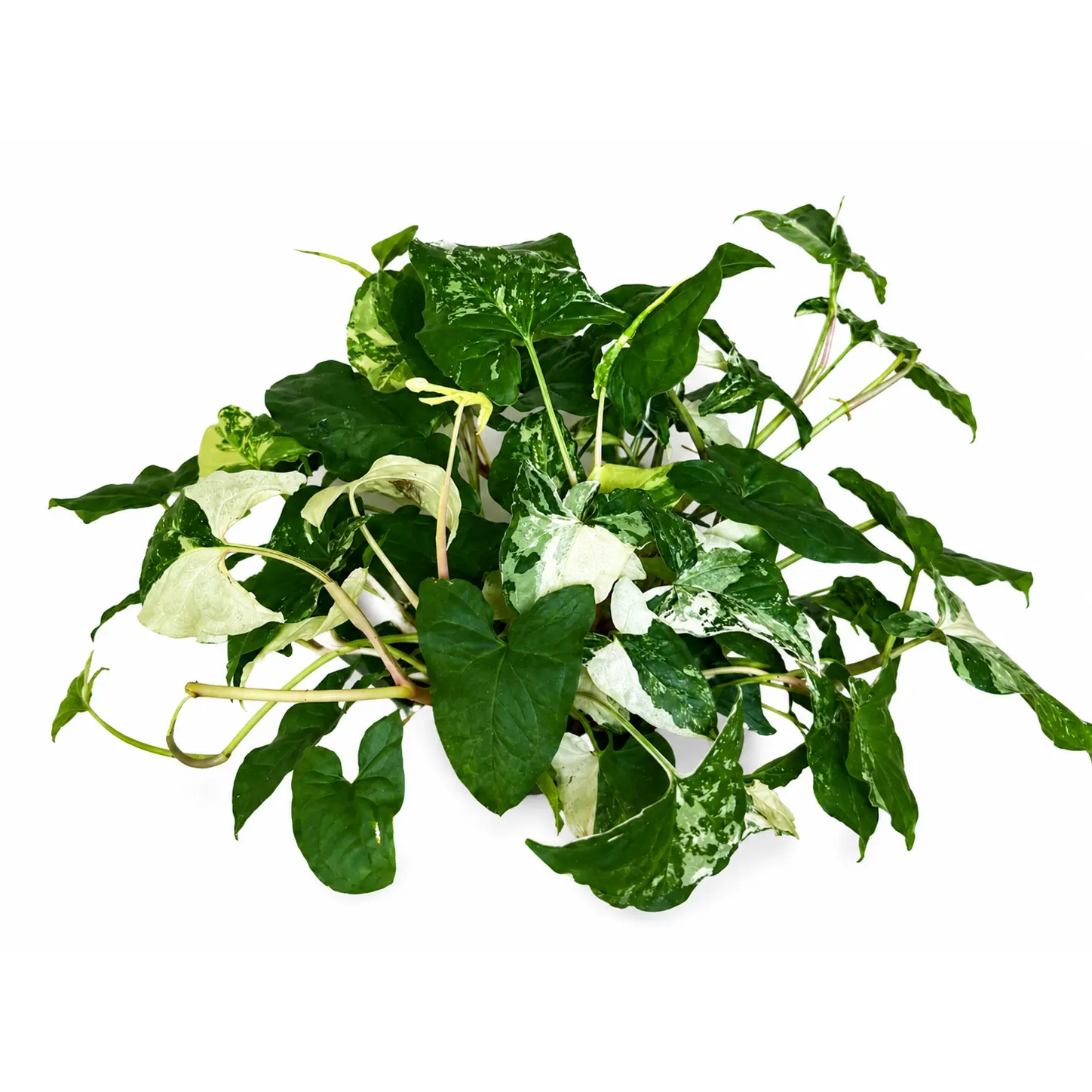 6” Syngonium Albo