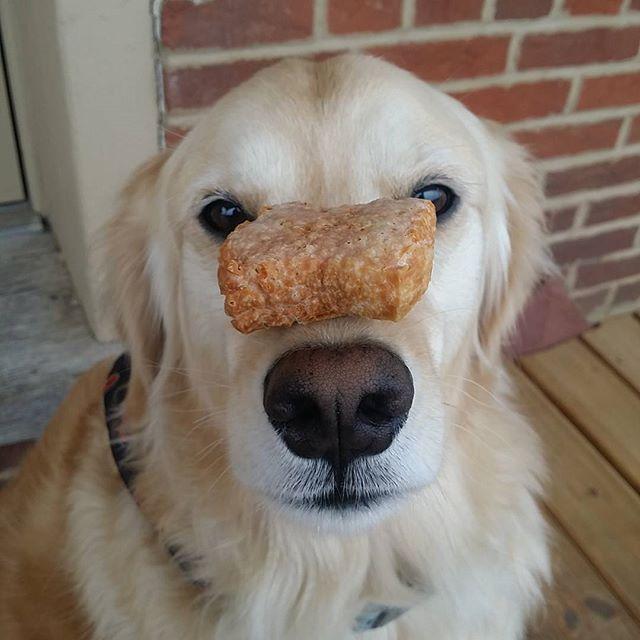 Yeti Dog Chew Yeti Refill Nuggets for Puff and Play Dog Toys Natural Yak Cheese Treats High Protein Low Carb Interactive Chew Toys Himalayan Cow Milk Cheese Refillable