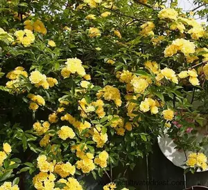 Lady Banks Yellow Climbing Rose - Live Plant in Quart Pot