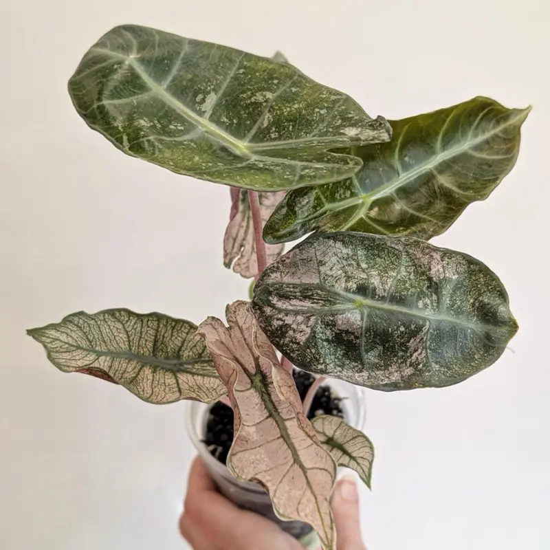 Alocasia Pink Dragon Stardust Mint | Rare Mint Variegated Alocasia | Starter Plant in 2-Inch Pot | Houseplant