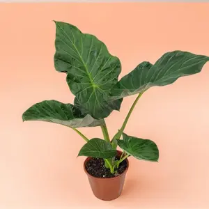 Alocasia Regal Shields – Indoor Live Plant, Elephant Ear-Shaped Leaves, Rare & Humidity-Loving Plant, Bright Light