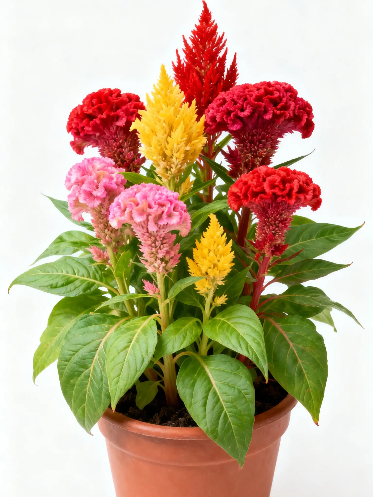 300 Premium Celosia Seeds – Easy-Grow Cockscomb Flowers for Colorful Beds & Landscaping (Seeds Only)