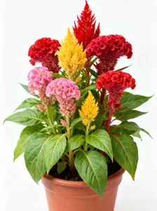 300 Premium Celosia Seeds – Easy-Grow Cockscomb Flowers for Colorful Beds & Landscaping (Seeds Only)