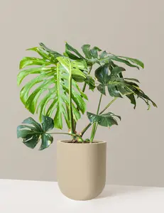 Monstera Thai Constellation