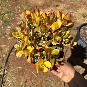 Jade Lemon and Lime 8 inch pot
