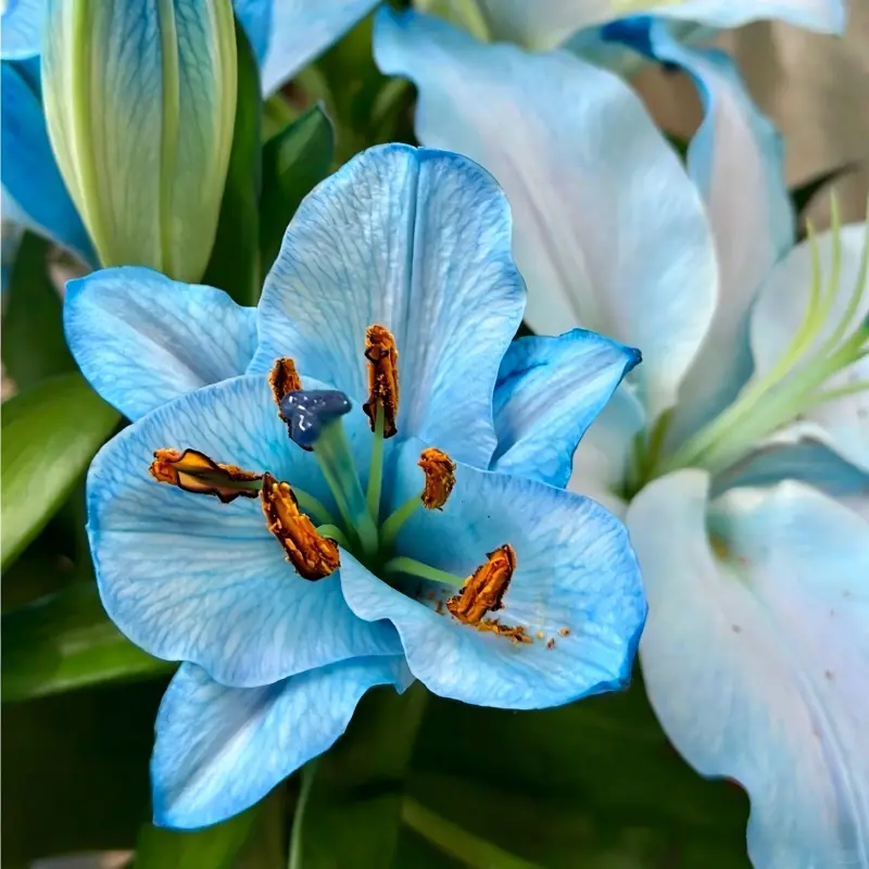 Northern Star Blue Lily Bulbs - Elegant Star-Shaped Summer Blooms, Perennial Plant Lilies Flowers, Partial Sun Home Planting for Backyard Borders, Containers & Beginner Gardeners