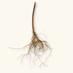Natural Melastoma Root (4c) by Betta Botanicals for Betta Tanks & Blackwater Aquariums