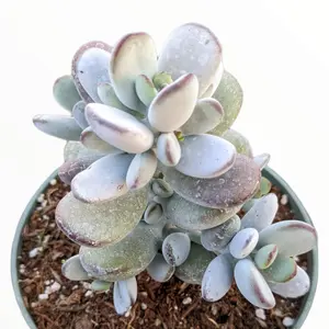 Cotyledon orbiculata 'Ping Pong'