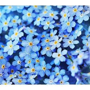 Forget Me Not Seeds - 5000 Flower Seeds - Perennial Ground Cover Seed for Tulips and Other Bulbs - Bulk Flowering Ground Cover - Grown in The USA