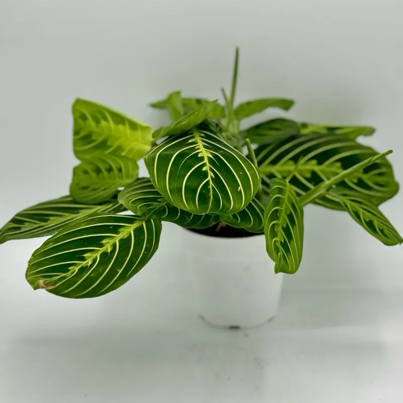 Maranta leuconeura ‘Lemon Lime’  live  Plant 4 inch Pot Pet Friendly Non Toxic Indoor Plant