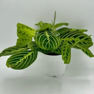 Maranta leuconeura ‘Lemon Lime’  live  Plant 4 inch Pot Pet Friendly Non Toxic Indoor Plant