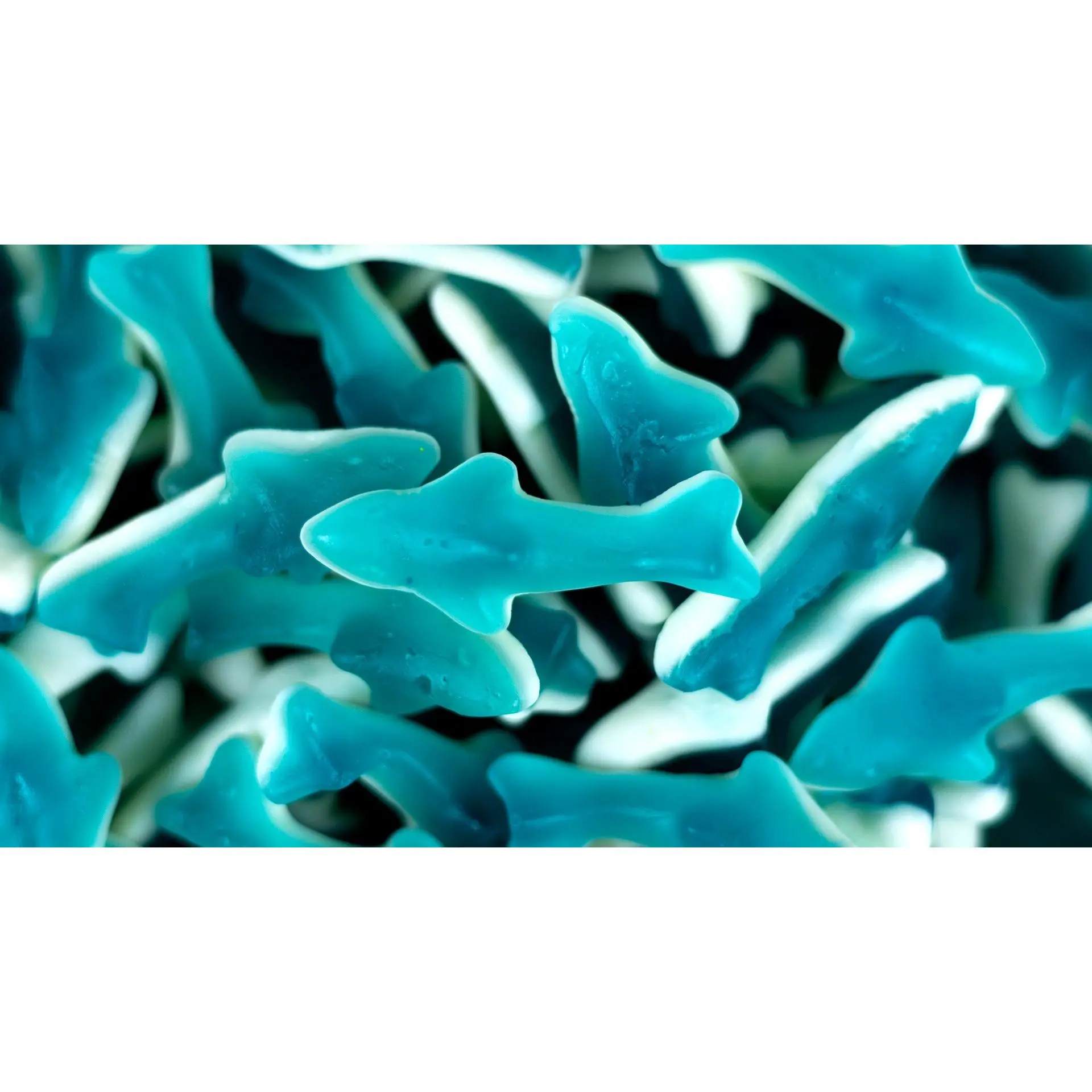 Foam Sharks Foam Sharks
