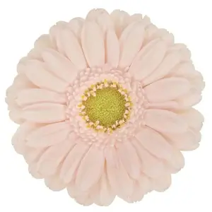 Mini Gerber Alix Noor - 60 Stem Bunch