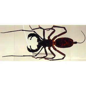 4.3" Real Whip Scorpion in Crystal Clear Lucite Resin Specimen Preserved Uropygi Arachnid Vinegaroons Animals Taxidermy Collection
