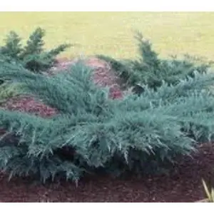 Angelica Blue Spreading Juniper