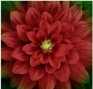 Dream Big Scarlet Dahlia Panel by Hoffman Fabrics