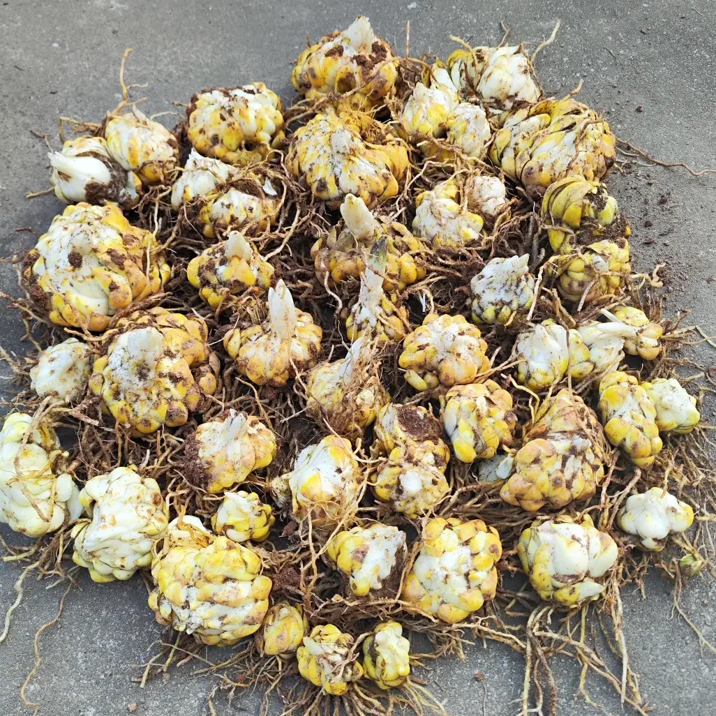 Mixed Color Lily Bulbs, Giant Fragrant Multi-Variety Lily Collection, Hardy Perennial Flower Bulbs, Easy to Grow for Outdoor Garden, Patio Pots & Cut Flower Bouquets