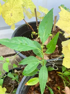 Capulin Tropic Cherry (Prunus Salicifolia) Live Fruit Seedling, Edible Fruit Seeds, Graceful Form Cherry Tree Saplings for Outdoor Garden Growth