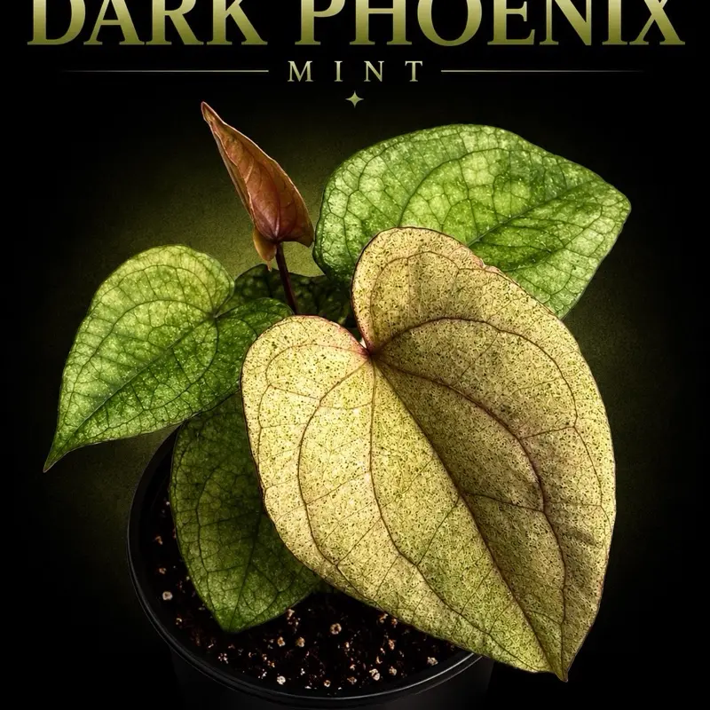 Anthurium Dark Phoenix Mint tissue Culture