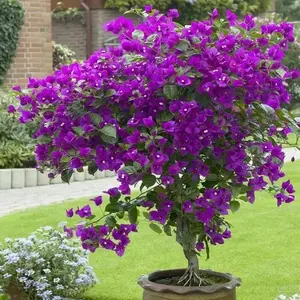 200pcs Bougainvillea Vine Flower Seeds – Decorative Garden Seeds for Backyard Landscapes, Outdoor Planters and Balcony Gardening Projects, Seeds Only Not Live Plants