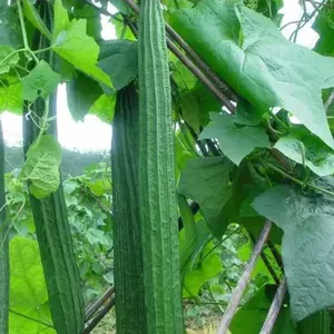 20 Ridged Sponge Gourd Seeds – Angled Luffa Vegetable for Home Garden