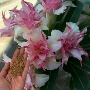 Green River Double White Pink Clematis Seeds - 25 Perennial Flower Seed Pack, Non-GMO Climbing Vine Seeds for Garden Walls and Trellises, Premium Clematis Plant Seeds for Cottage Charm