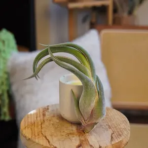 Tillandsia “Witch’s Claw” Seleriana Air Plant