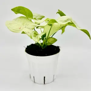 Milk Confetti Arrowhead Plant (Syngonium podophyllum ‘Milk Confetti’) 4’ Potted